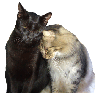 2 cats leaning on each other picture