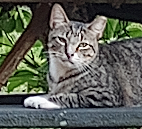  grey stripe cat
