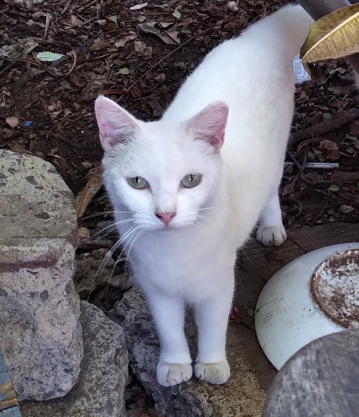 cat named new white cat