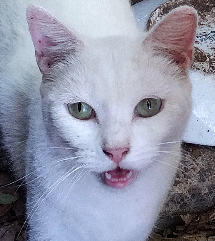 new white cat