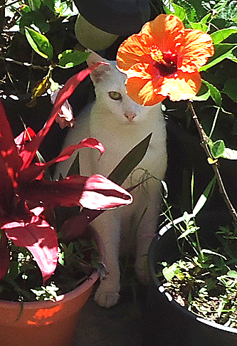 cat hiding by flowers picture