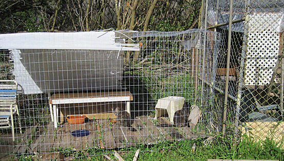 cat cages at the sanctuary picture