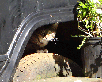 cat hiding by a tire picture