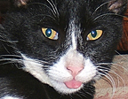 felix