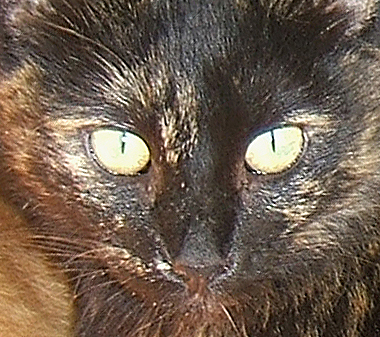 Callie