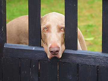 dog behind a fence picture