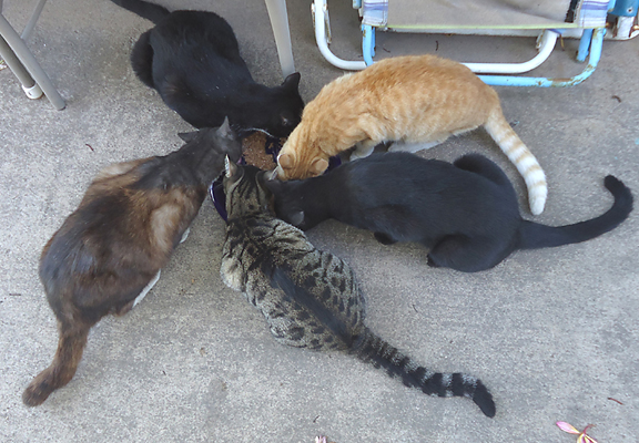 5 cats eating from same bowl