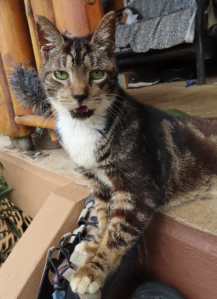 striped cat looks dumbfounded