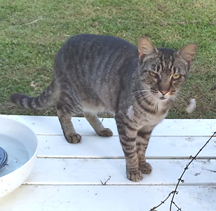 grey cat with a feather hanging from right and left whiskers