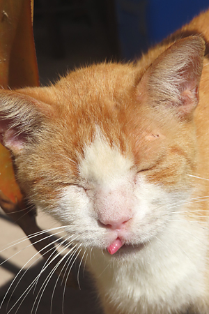 cat sticking his tongue out and closed eyes