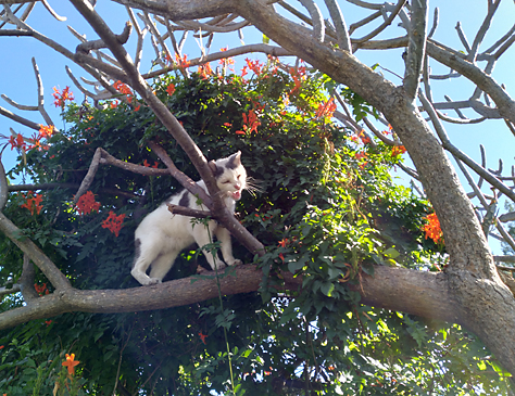 cat in a tree