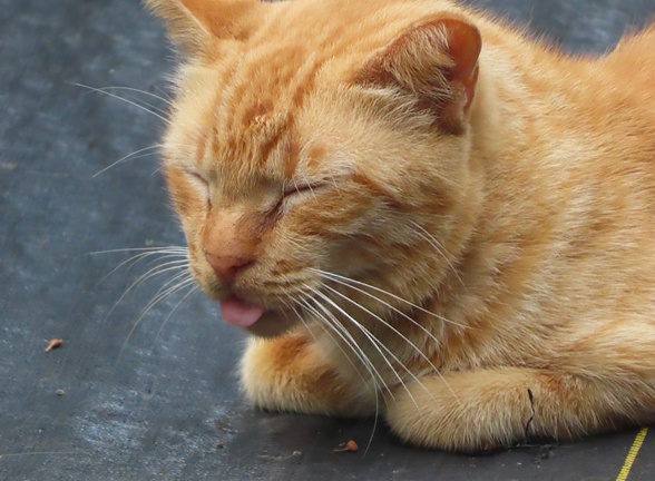 orange cat making a funny face