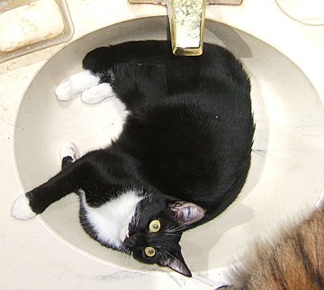 black tuxedo cat in a round sink