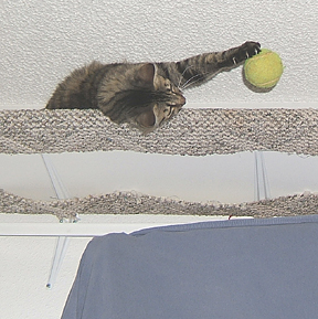 grey cat catching a ball while laying on a shelf