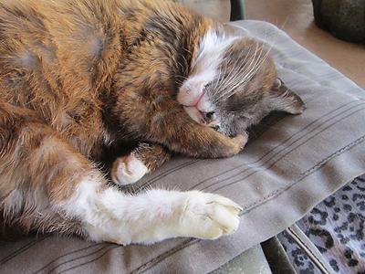 brown cat sleeping with arm over face