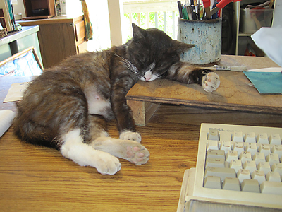 black and white cat sleeping on computer