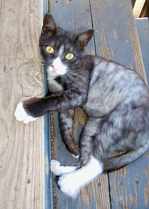 brown cat with white feet lays cute by step