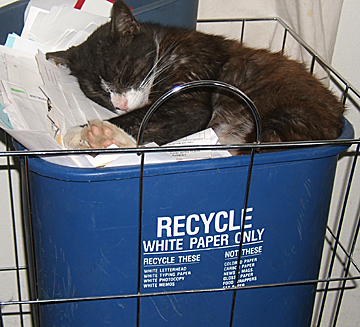 brown cat sleeping in a small blue recycle bin