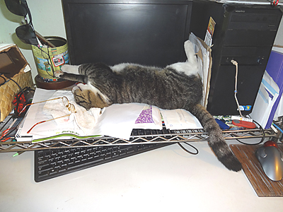 cat sleeping by computer on top of papers