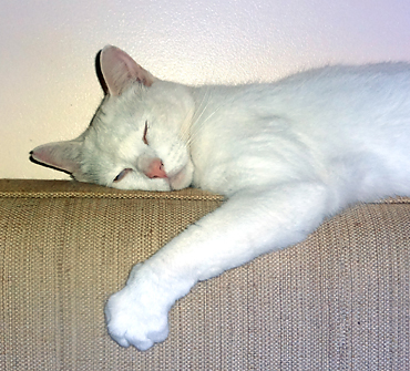 white cat sleeping with paw on side of sofa