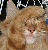 Orange cat with paw over face