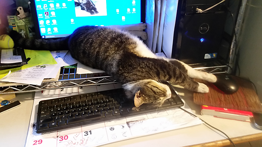 Tabby cat laying on top of work area by computer