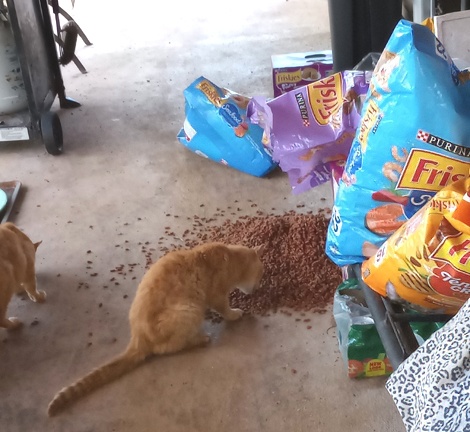 orange cat knocked big bag of cat food over to eat