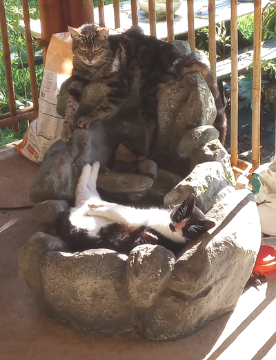 2 cats laying in a fountain