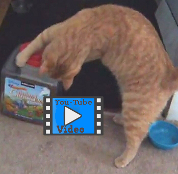 funny cat video of cat playing fetch