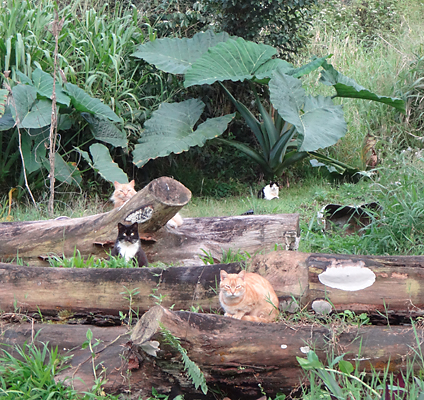 several cats sittingf on green hill with big log