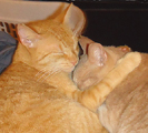 orange cat with paw around orange cat