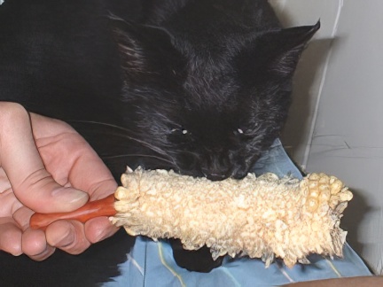 black cat eating corn on a cob