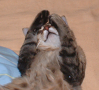 grey tabby cat covering her eyes with her paws