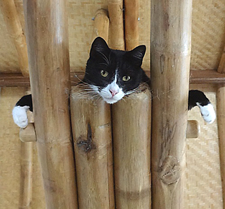 black and white cat in the rafters with paws stretched out to sides