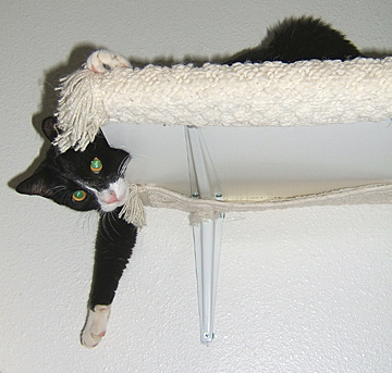 black and white cat sleeping on book shelves