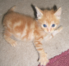 orange kitten freaked out, Funny cat picture