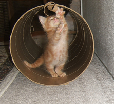 Orange kitten in cardboard tube Funny cat picture