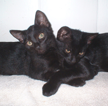 2 black kittens hugging