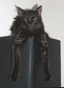 Black cat hanging over shelf