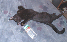 Black cat on back with water bottle