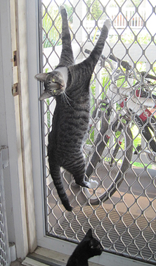 Grey Tabby hanging on door Funny cat picture