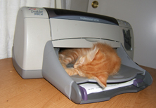 Orange kitten sleeping in a printer Funny cat picture