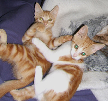 2 kittens playing
