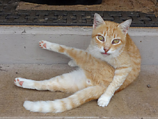 Orange and white cat lifting his leg Funny cat picture