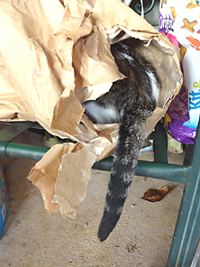 Cat tail sticking out of a bag Funny cat picture