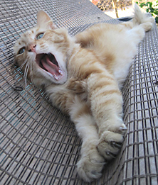Orange cat with mouth open Funny cat picture