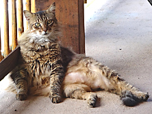 Large Main Coon Cat sitting Funny cat picture