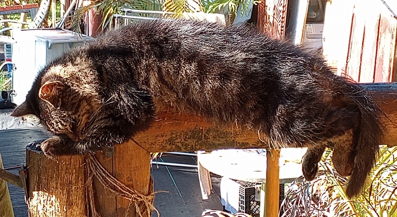 fuzzy tabby sleeping on a rounded railingcat