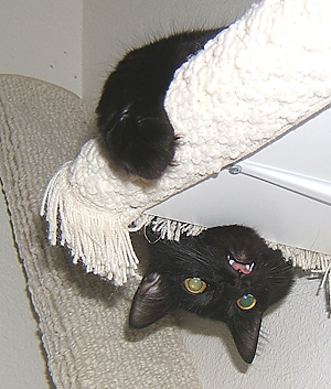 b;ack cat hanging upside down from shelf with tongue sticking out