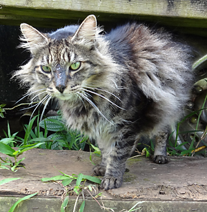 very furry grey tabby cat 